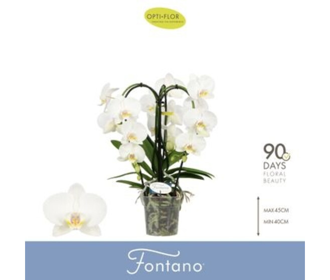 PHALAENOPSIS 3BR CROWN CASCADE BLANC