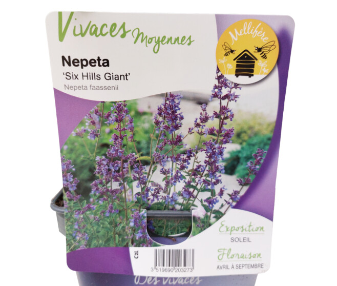 NEPETA FAASSENII