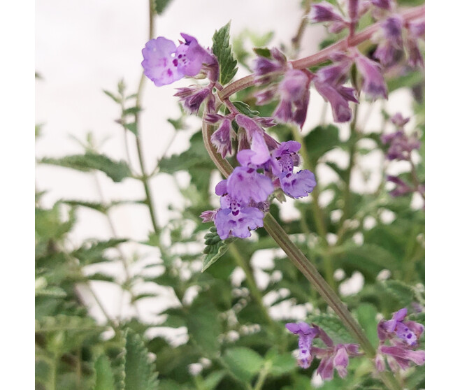 NEPETA FAASSENII