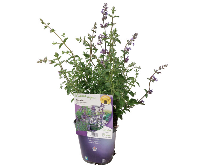 NEPETA FAASSENII