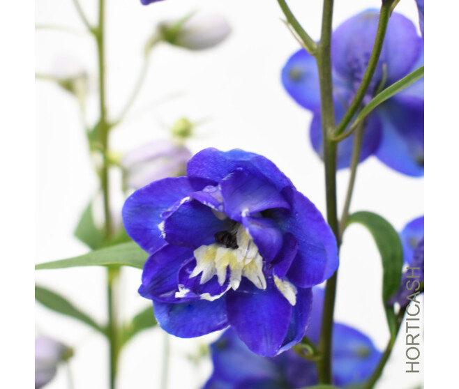 DELPHINIUM FANTASIA