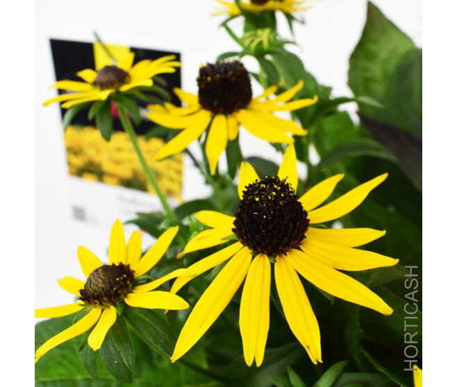 RUDBECKIA FULGIDA LITTLE GOLDSTAR