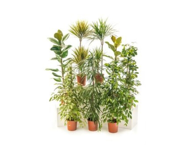PLANTES VERTES VARIEES