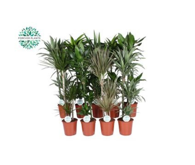 PLANTES VERTES VARIEES