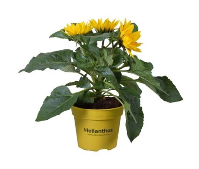 HELIANTHUS