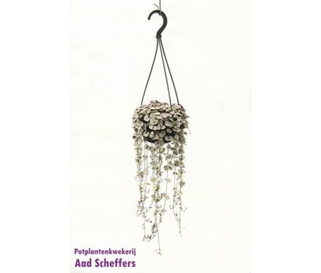 CEROPEGIA WOODII SUSP