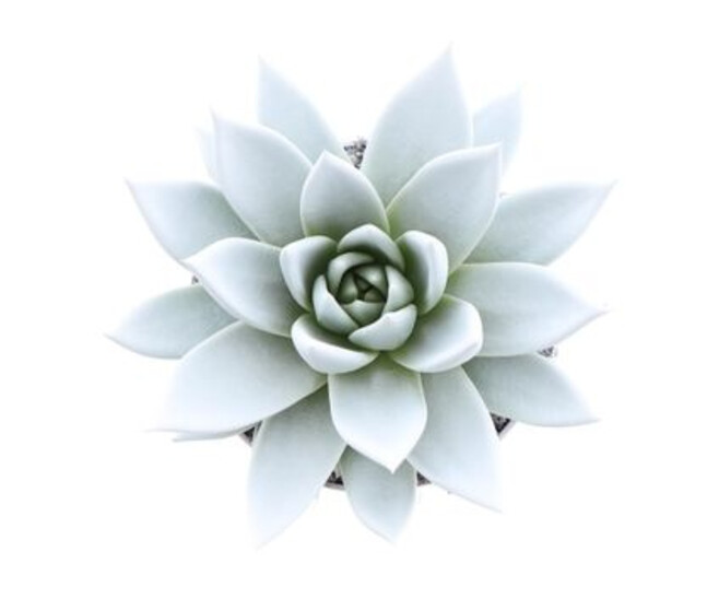 ECHEVERIA MIRANDA TEINTE BLANC