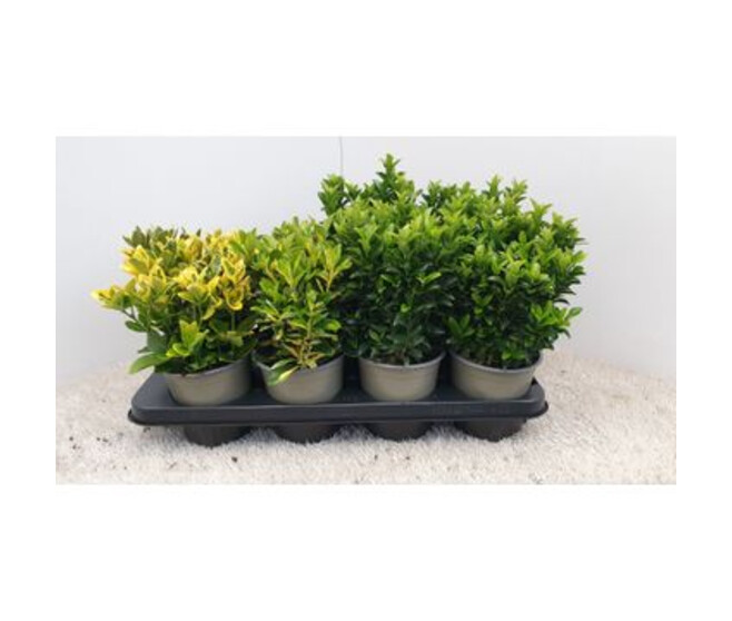 EUONYMUS JAPONICA VARIES