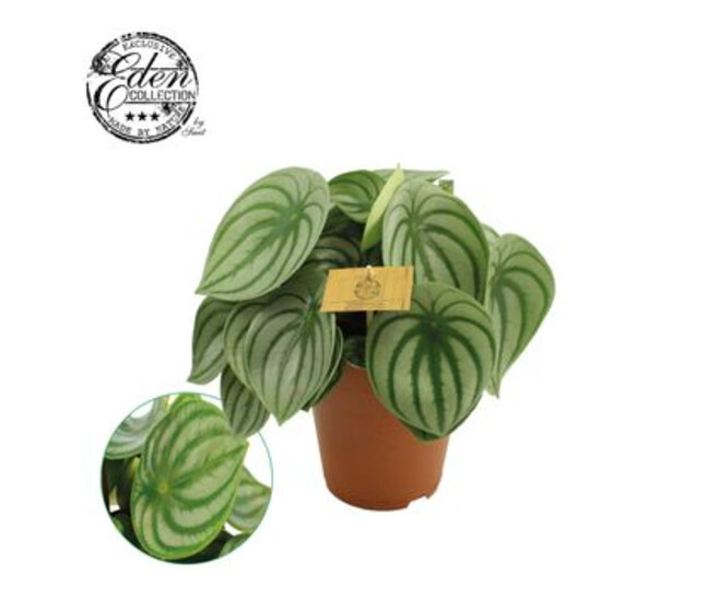 PEPEROMIA ARGYREIA