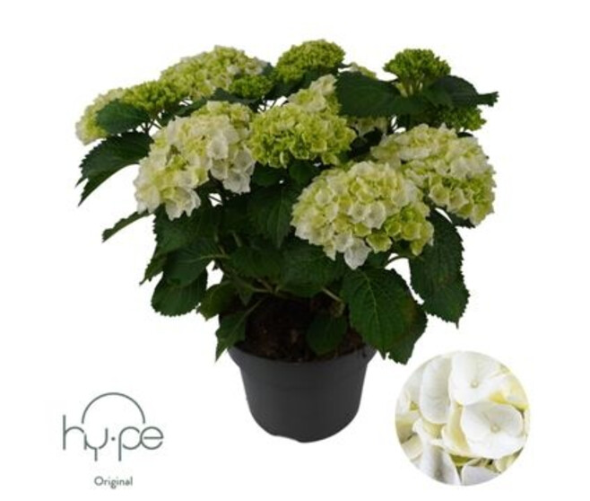 HORTENSIA 10FL+ BLANC DECORUM