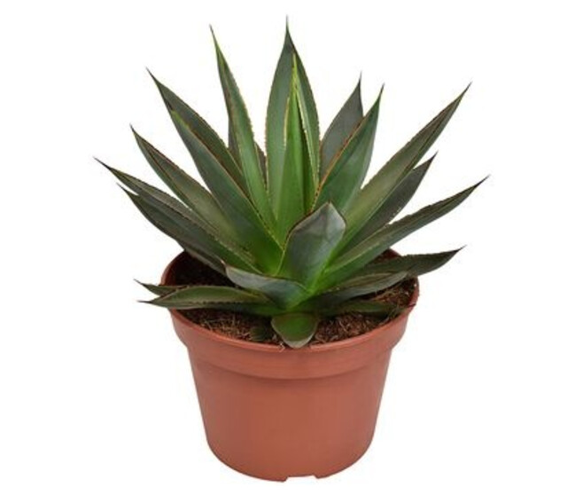 AGAVE SHAKA ZULU