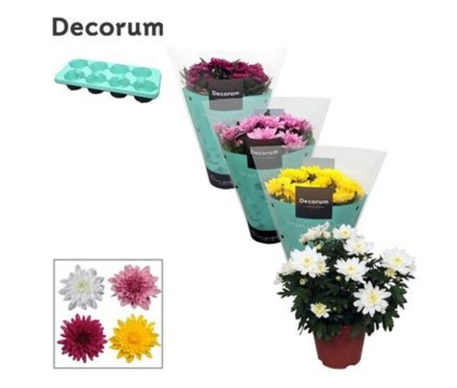 DENDRANTHEMA 3PP GRANDEZZA VARIES