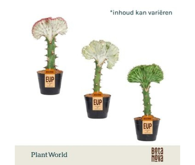 EUPHORBIA LACTEA