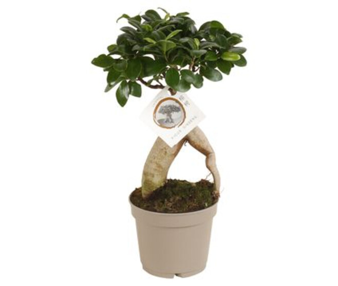 FICUS GINSENG