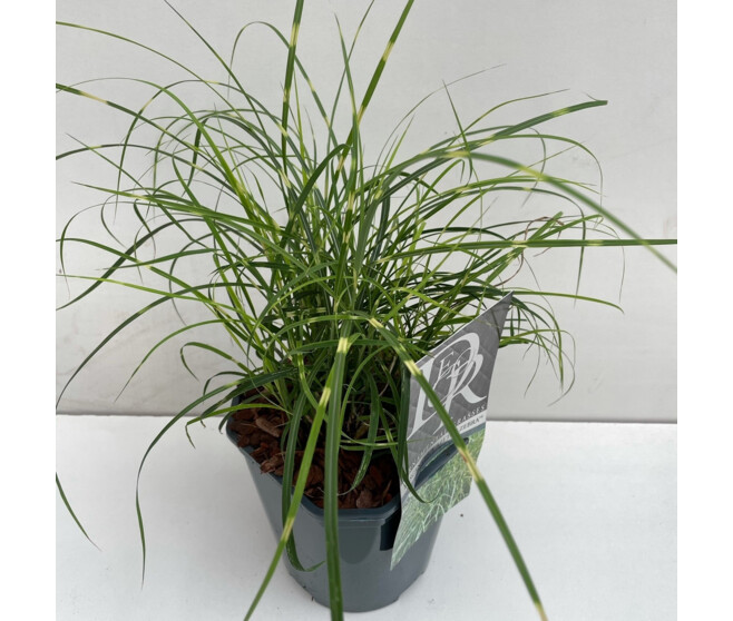 MISCANTHUS LITTLE ZEBRA