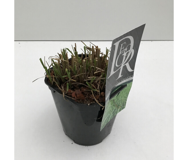 MISCANTHUS LITTLE ZEBRA