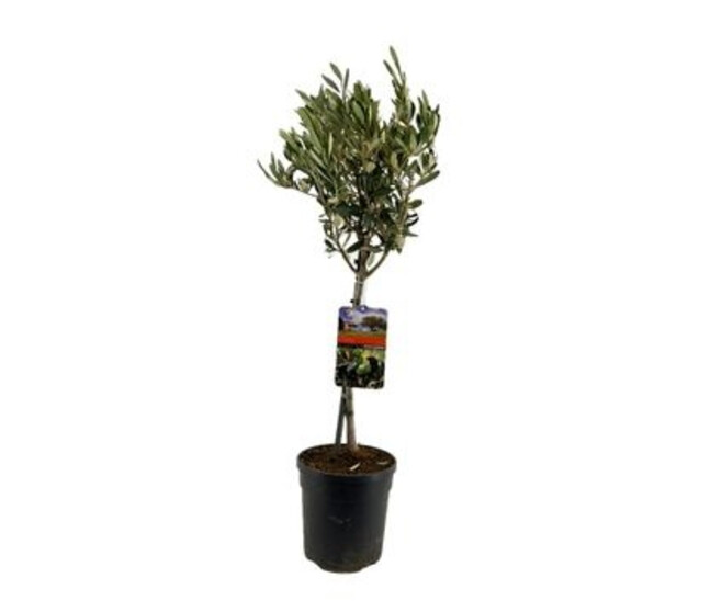 OLEA EUROPEA TIGE