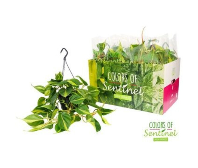 PHILODENDRON BRASIL SUSP