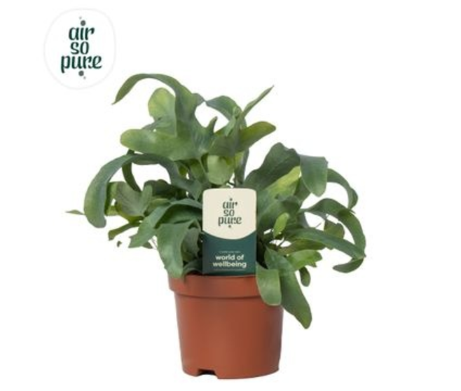 PHLEBODIUM BLUE STAR