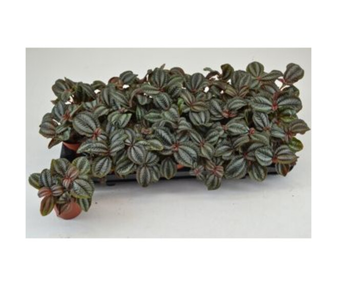 PILEA NORFOLK