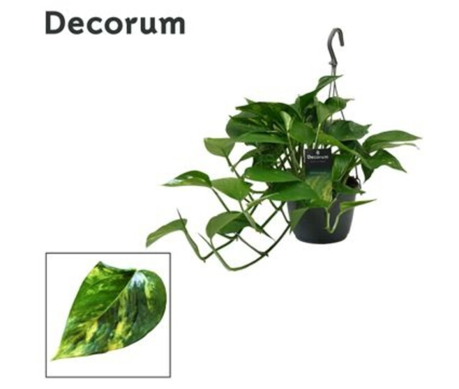 SCINDAPSUS AUREUS SUSP