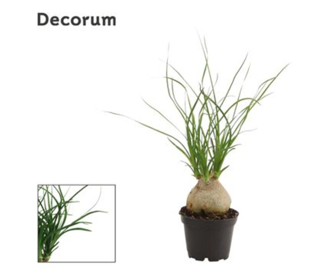 BEAUCARNEA BOULE