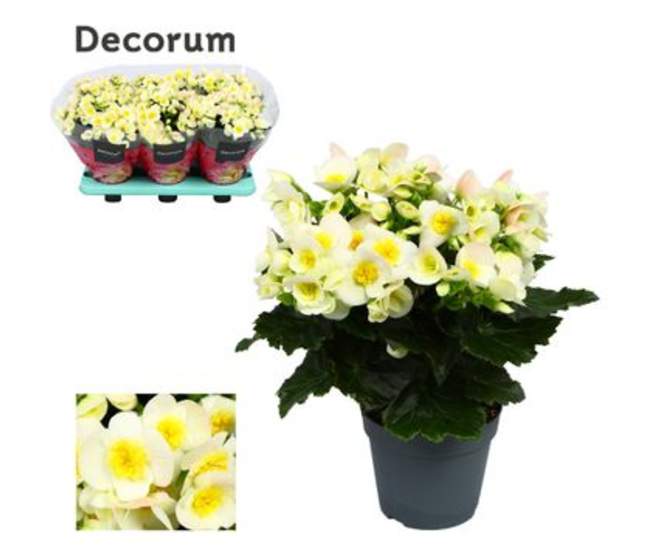 BEGONIA VALENTINO BLANC DECORUM