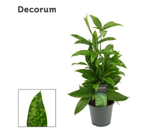 DRACAENA SURCULOSA
