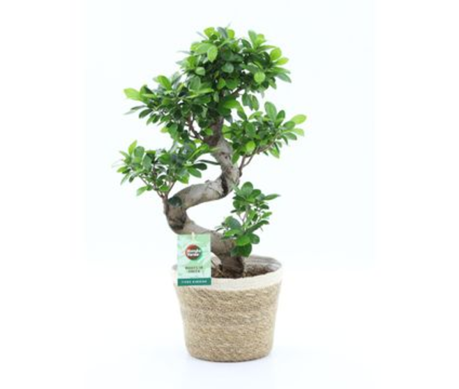 FICUS GINSENG VANNERIE