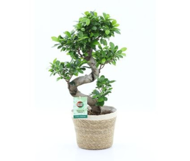 FICUS GINSENG VANNERIE