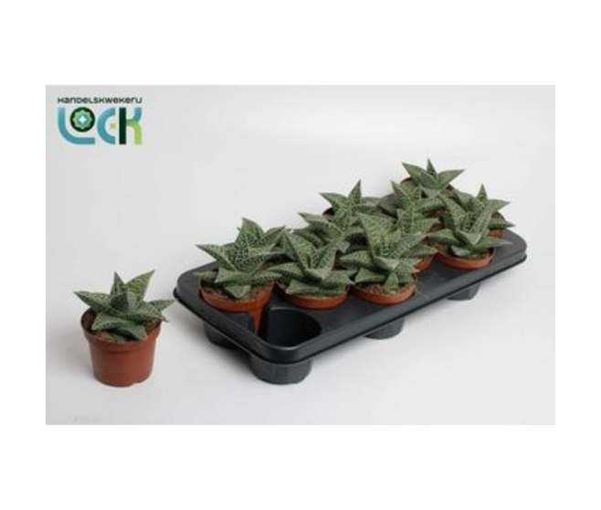 GASTERIA DECORUM