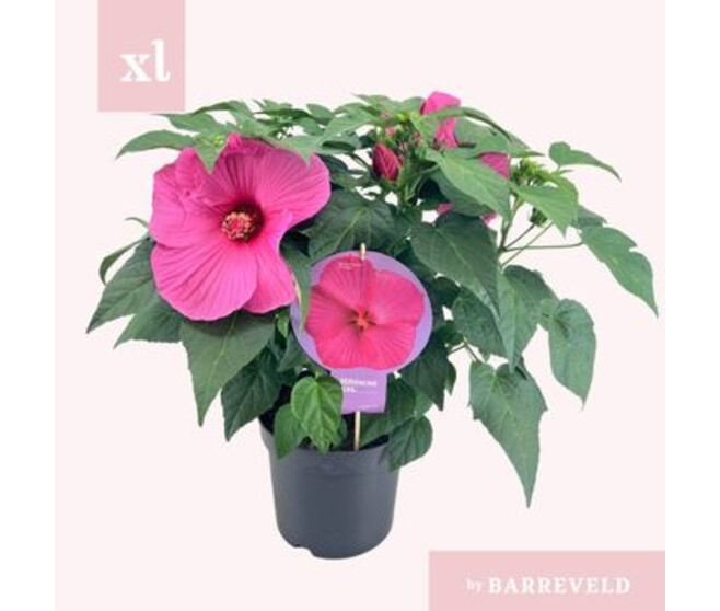 HIBISCUS EXTREME HOT ROSE