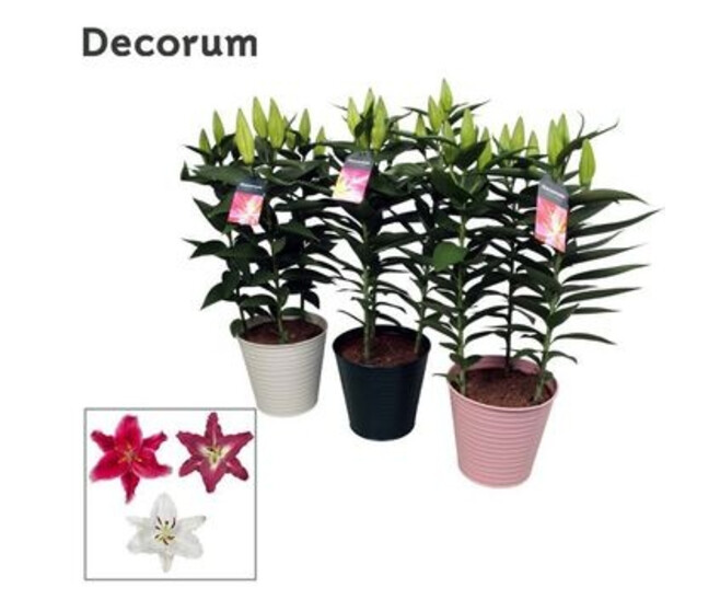 LILIUM ORIENTAL VARIE ZINC COLORE