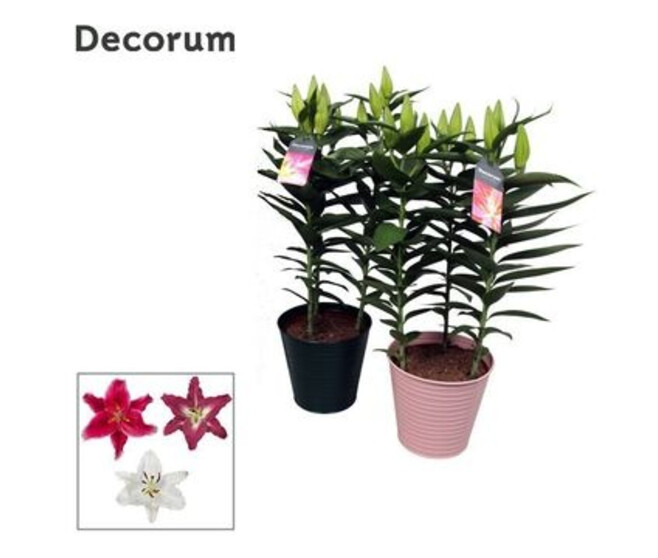LILIUM ORIENTAL VARIE ZINC COLORE