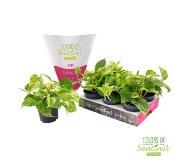 SCINDAPSUS MARBLE QUEEN