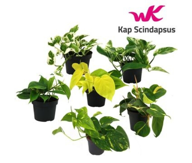 SCINDAPSUS VARIES