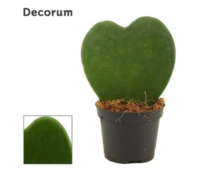 HOYA COEUR