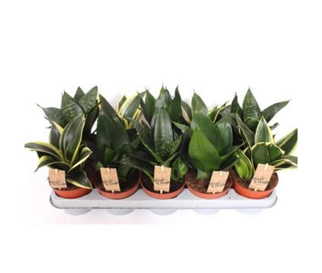 SANSEVIERIA HAHNII