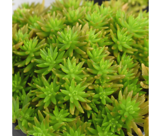 SEDUM LEMON BALL