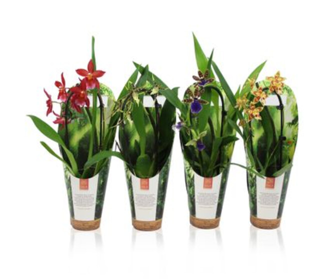 ORCHIDEE 1BR VARIE CASCADE