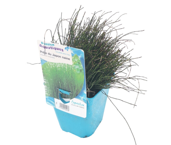 PRELE SCIRPOIDES