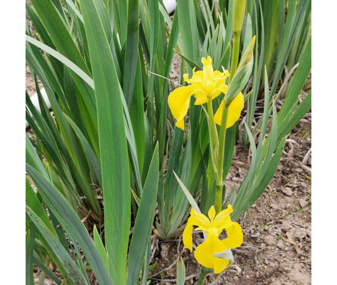 IRIS PSEUDOACORUS