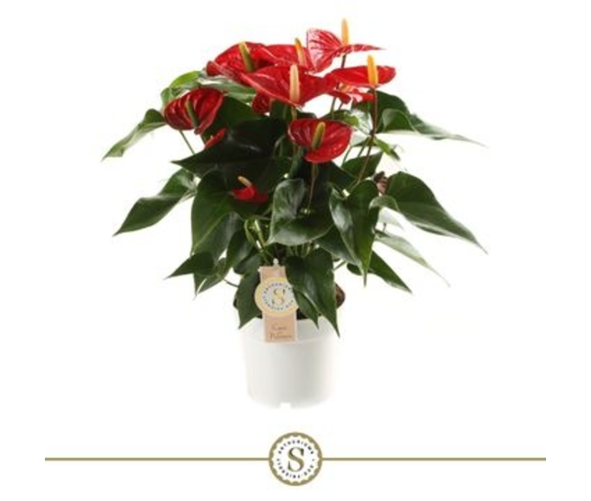 ANTHURIUM ANDREANUM ROYAL CHAMPION ROUGE