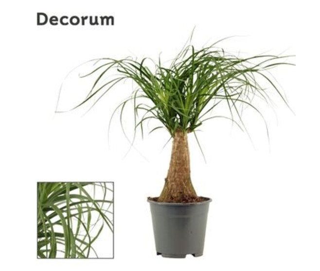 BEAUCARNEA 3PP DECORUM