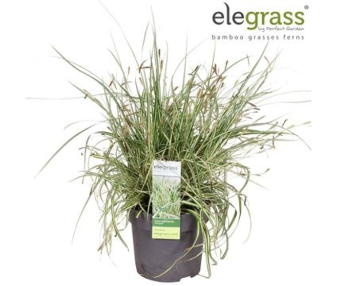 CAREX EVERGOLD