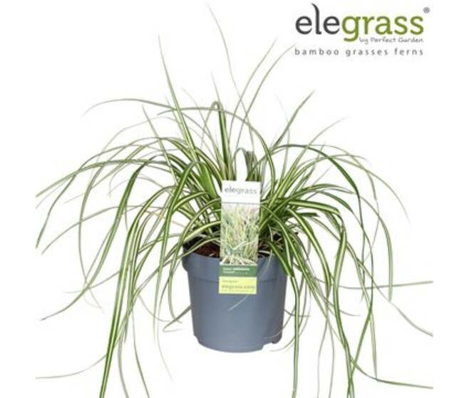 CAREX EVERGOLD