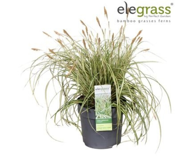 CAREX EVERGOLD