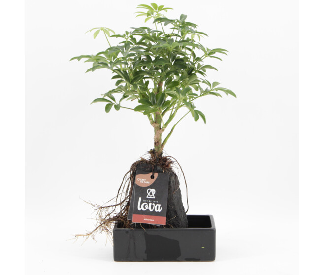 COMPO LOVA SCHEFLERA