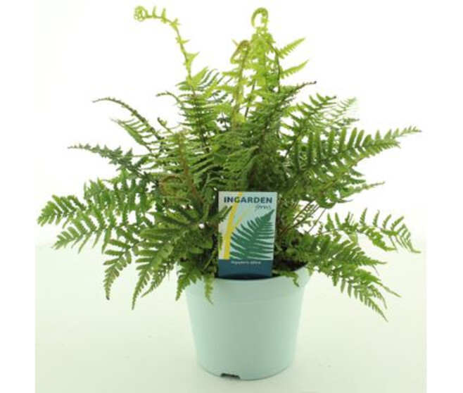 DRYOPTERIS AFFINIS