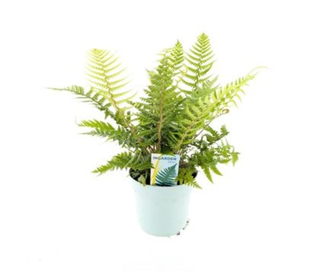 DRYOPTERIS AFFINIS